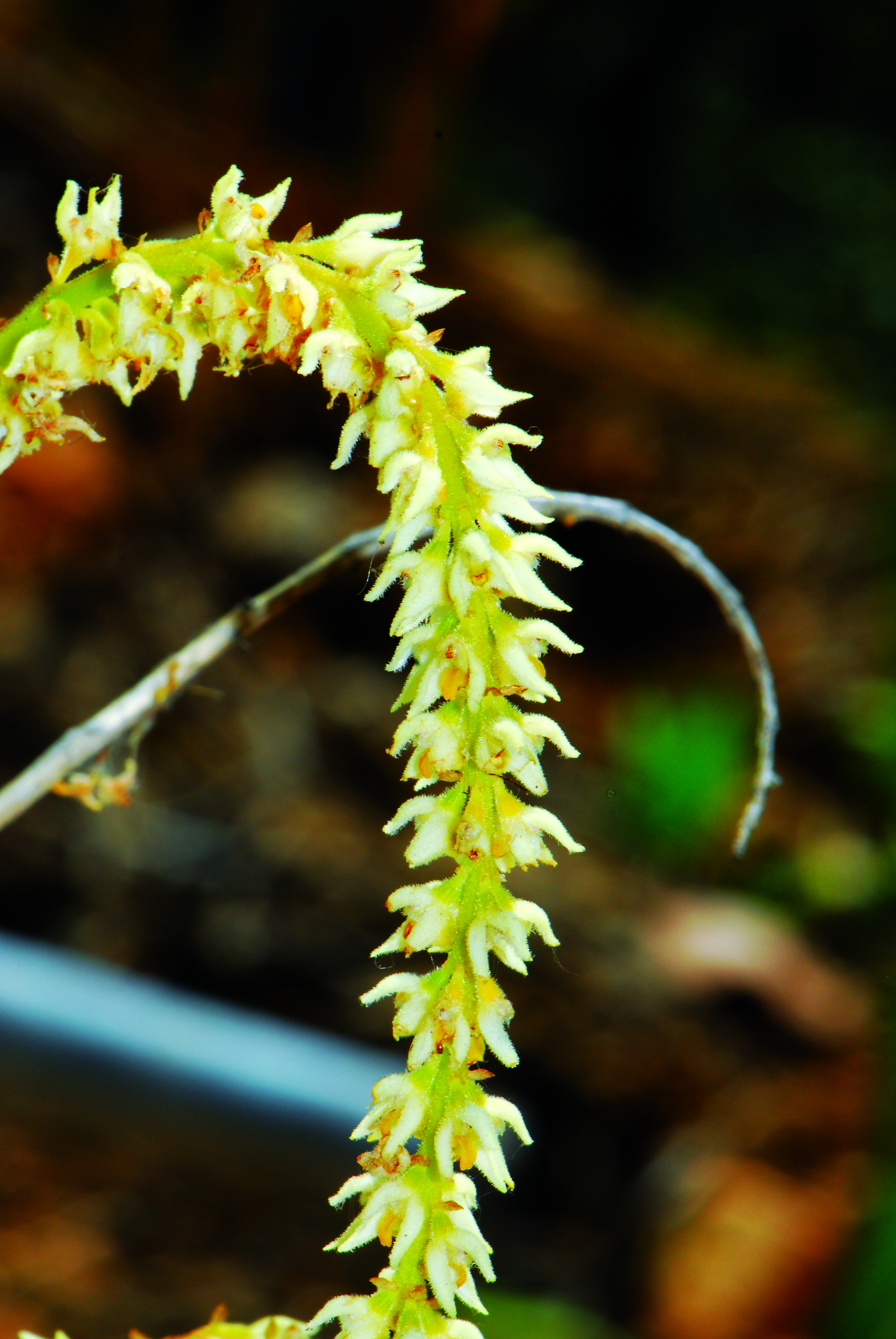 เอื้องกีบม้าขาว Bulbophyllum hirtum (J.E. Sm.) Lindl.<br/>ORCHIDACEAE